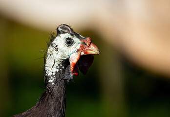 guinea hen