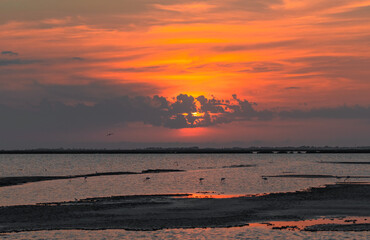 Wall Mural - Beautiful sunset on the lake with flamingos