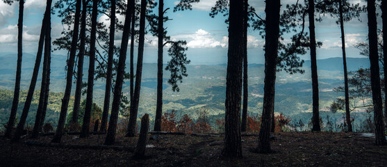 Canvas Print - View of landscape and pine forests in nature