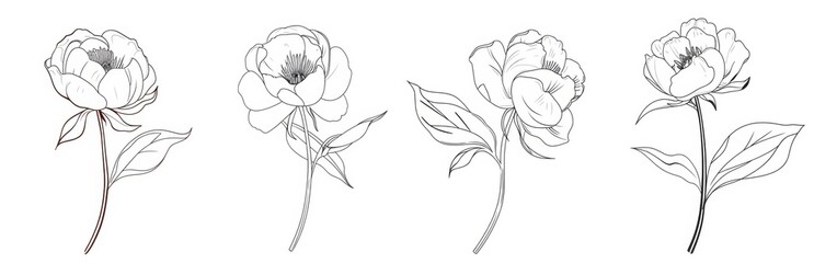 Abstract one line drawing of blooming peonies flowers vector illustration set. Minimalist hand drawn continuous linear art