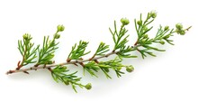 Thuja-Blten 1 Kostenloses Stock Bild - Public Domain Pictures