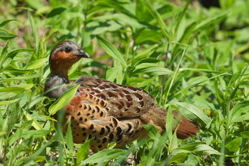 Canvas Print - chinese partridge in a forest