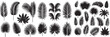 © Sabiqul Fahmi - vector set of tropical leaves with a simple silhouette style