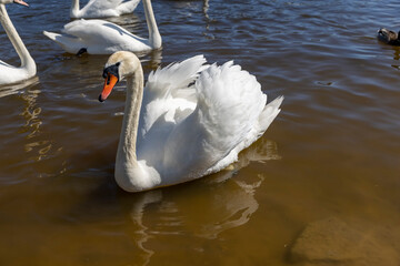 Wall Mural - white swans waiting to feed