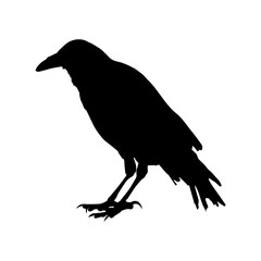 Canvas Print - Crow raven bird vector silhouette