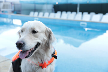 Wall Mural - Dog rescuer in life vest near swimming pool outdoors, closeup