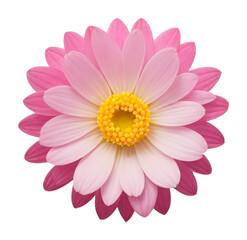 Wall Mural - pink and white flower isolated on transparent background, extracted, png file