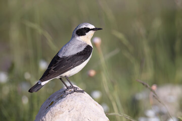 the northern wheatear or wheatear (oenanthe oenanthe), migratory bird that breeds in the mountains o