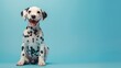 © CHAKKAPONG - A happy Dalmatian puppy sitting on a solid sky blue background with space above for text