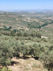 Wall Mural - Olive landscape