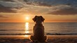 © THESUN - golden retriever Sitting at the sea during sunset