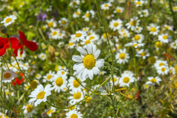 an image of daisies, poppies and thistles in a spring field 2