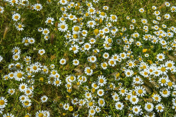 daisies The buds and single half-open flowers have a pleasant nutty flavor, while the open flowers have a slightly bitter taste, making them ideal as a salad addition 2