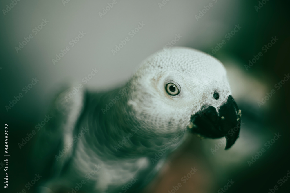 African Grey Parrot living in the wild). Not only is African Grey ...