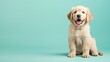 © MarkFinal - A cute Golden Retriever puppy sitting on a solid pastel mint background, space above for text