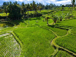 Wall Mural - Rice fields in Payangan district, Bali, Indonesia