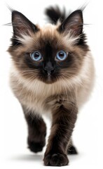 Sticker - Birman cat with blue eyes walks across a wooden floor