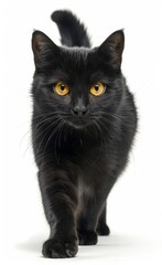 Poster - Bombay cat with yellow eyes walks across a white background