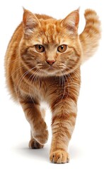 Sticker - A cat with orange fur walks across a white background