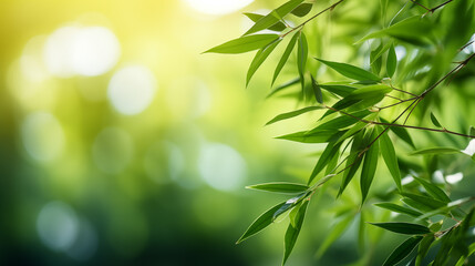 Wall Mural - bamboo leaves. the sun is shining through the leaves. leaves are green and lush.