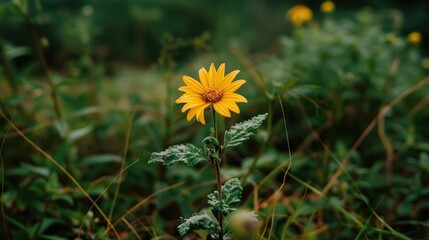 Poster - Lonely Yellow Wildflower in Nature with Greenery Background