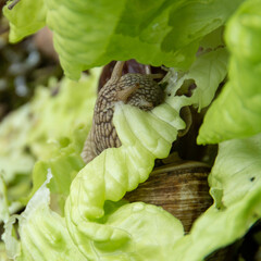 Slimy snails and slugs crawl across fresh salad leaves in a garden, causing destruction and  invasion.