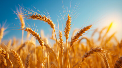 Wall Mural - Close-up of golden wheat ears in a field, sunlight illuminating the grains, rich and abundant harvest, clear blue sky background 