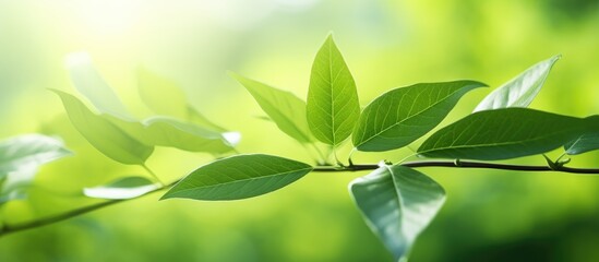Poster - Closeup nature view of green leaf on blurred greenery background in garden with copy space for text Natural green plants landscape background wallpaper Ecology fresh concept Green leaves frame
