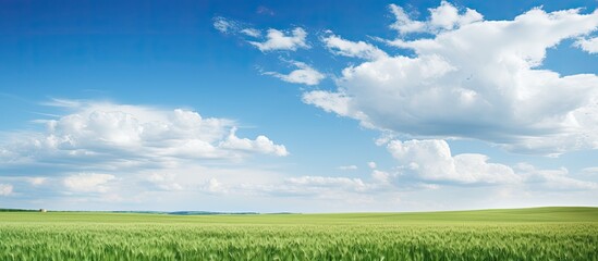 Canvas Print - green field of wheat and spring blue sky with white clouds copy space