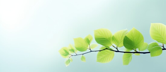 Poster - Young spring leaves of a linden tree of a delicate light green color. copy space available