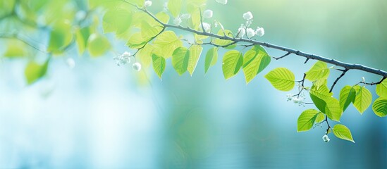 Poster - Birch leaves in youthful green adorn the springtime backdrop as blossoming buds emerge Ample copy space available