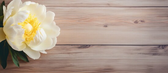 Wall Mural - Lone beige white peony on old painted yellow wood grunge background texture Flat lay top view with copy space