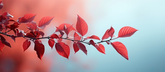 Wall Mural - Red leaves on bright background. copy space available