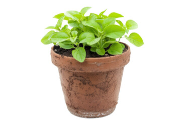 Fresh Green Plant in a Rustic Terracotta Pot Isolated on White Background, Perfect for Gardening, Home Decor, and Nature-Themed Projects