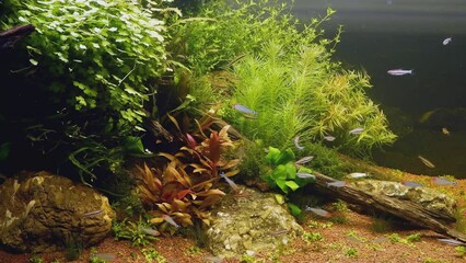 Wall Mural - dutch style nature freshwater planted aquarium, green and red healthy aquatic plants grow in gravel substrate soil and produce oxygen, rummy-nose tetra characin, stone and driftwood design, LED light