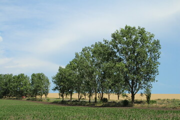 Wall Mural - A group of trees in a field