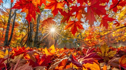 Poster - Autumnal Forest with Sunlight Shining Through Red Leaves