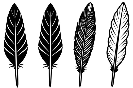 Set of Feather illustration