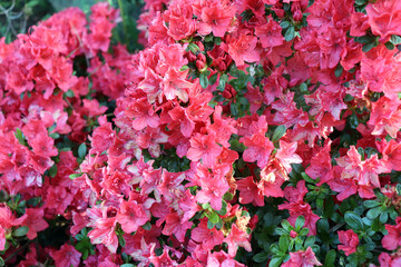 Wall Mural - Big pink azalea or Rhododendron in an organic garden. Season of flowering azaleas. Azaleas are shade tolerant flowering shrubs in the genus Rhododendron. Blurred background.