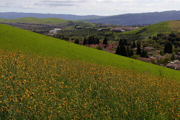 Wall Mural - Fiddleneck flowers blooming on the hillside in Northern California