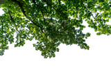 Oak branches with green leaves as frame high border isolated