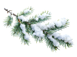 Wall Mural - Pine branches covered with snow on transparent background