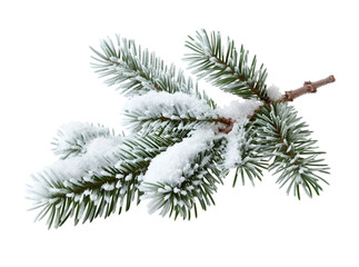 pine branches covered with snow on transparent background
