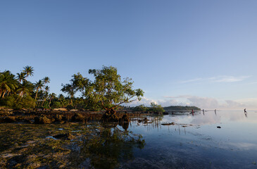 Wall Mural - Landscape with mangrove trees on low tide coral beach.