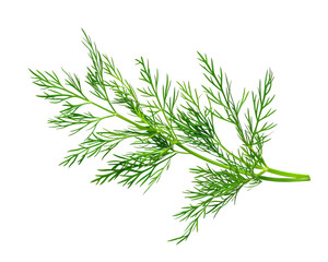 A single sprig of fresh green dill isolated on a black background.