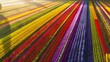 © Yelena - Vibrant patchwork of colorful flower