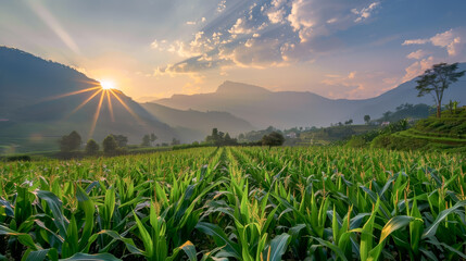 Sticker - Corn field panorama view in sunlight for web banner template.