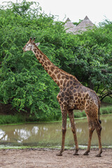 Wall Mural - The giraff in the garden at nature sawana grass