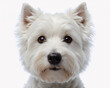 © Iaroslav - Portrait of a Western Highland White Terrier with a wary expression. His fluffy fur, pointed ears and keen eyes give him a curious and attentive demeanor.