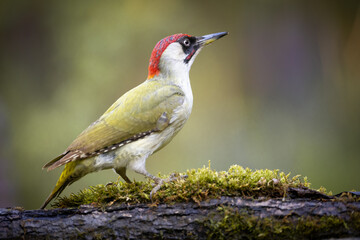 Wall Mural - bird - green woodpecker picus viridis on forest pond, bird drinking water, wildlife poland europe